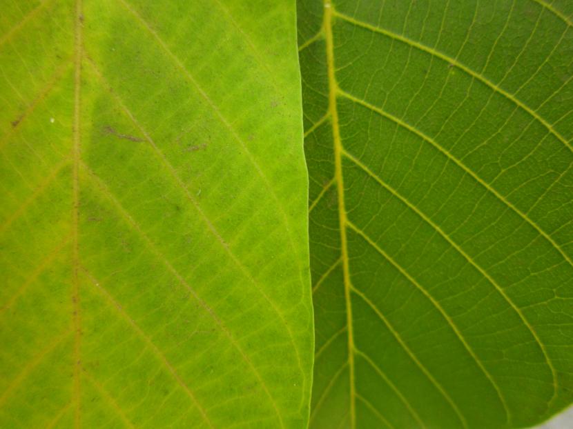 Falta de nutrientes en las plantas: síntomas y solución