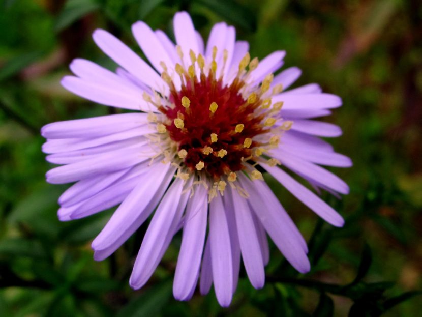 Capítulos florales de Aster tataricus, familia Asteraceae