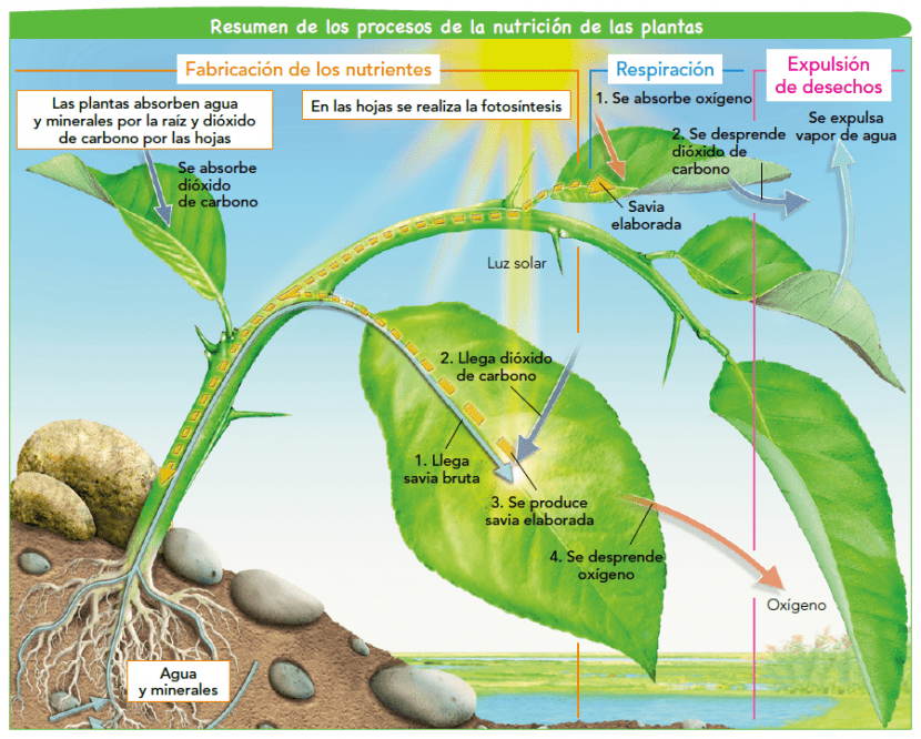 Esquema de las funciones de las plantas