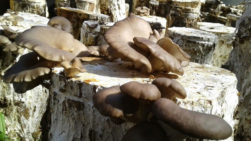 Gírgolas: características y cultivo del Pleurotus ostreatus