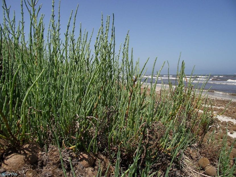 Salicornia europaea creciendo en un suelo salino encharcado