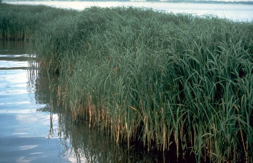 Espartina creciendo en la zona de marea de un estuario