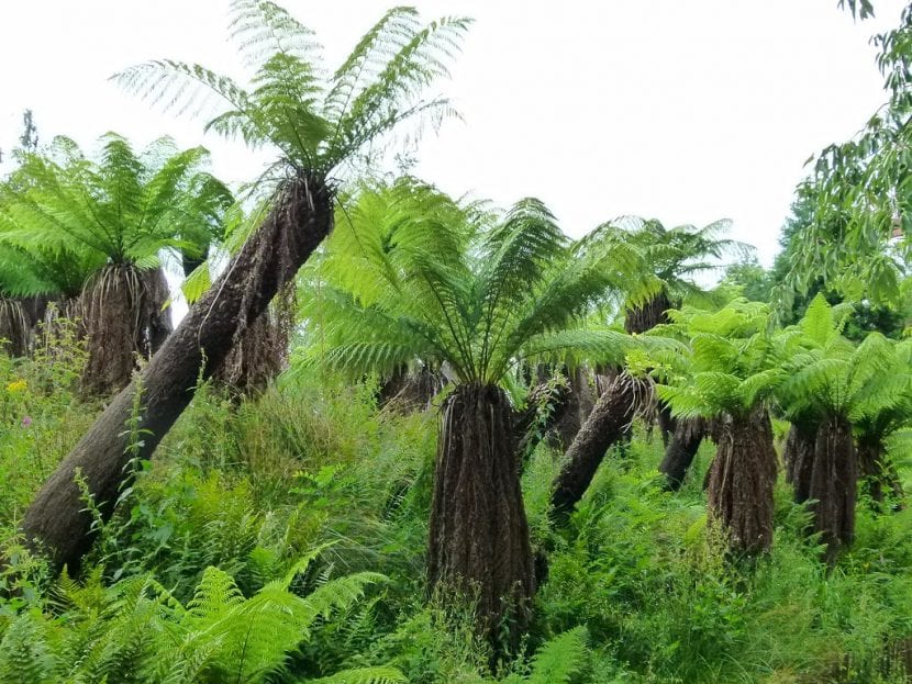 Dicksonia antarctica, helecho arbóreo con tronco de rizoma
