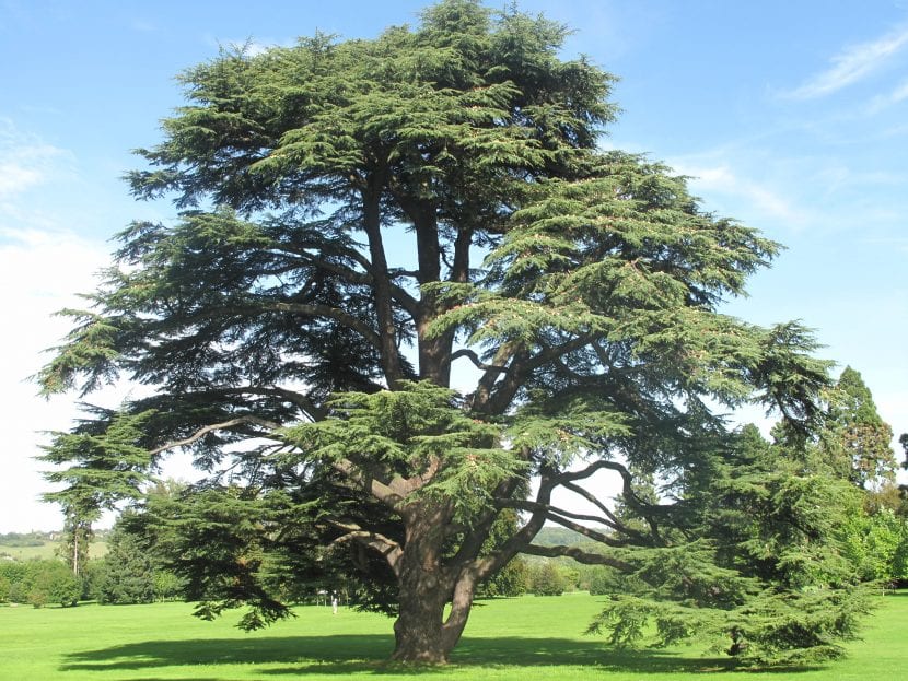 Acículas azuladas de cedro del Atlas agrupadas en fascículos