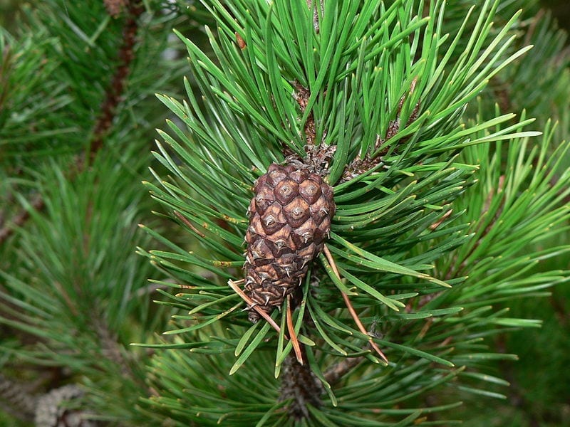 Hoja acicular: anatomía, especies que la tienen y manejo