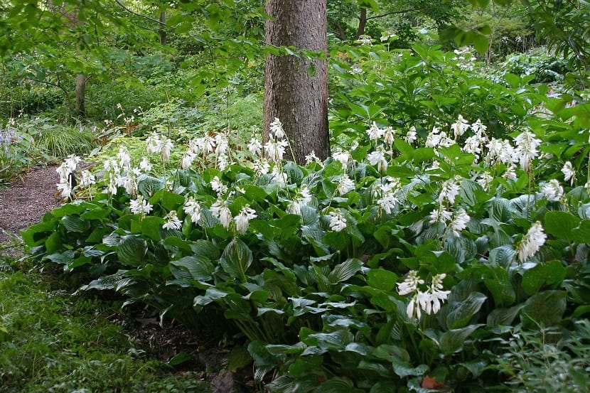 Hostas plantadas bajo la sombra de un árbol