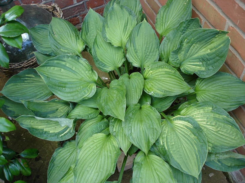 Hosta: cuidados, variedades y cultivo en sombra