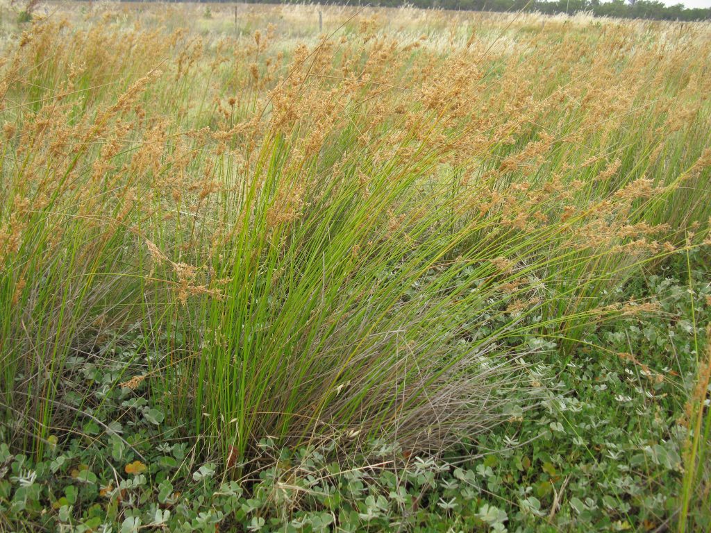 Junco: géneros, cultivo en estanque y usos reales