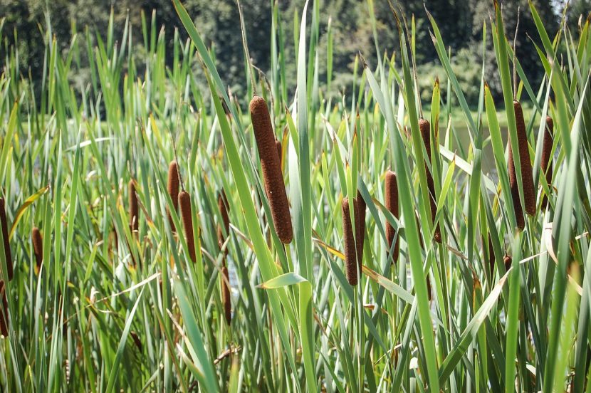Espigas pardas características de Typha latifolia, la enea o espadaña