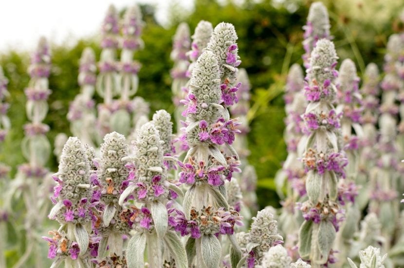Flores de una planta de la familia Lamiaceae mostrando la corola bilabiada característica