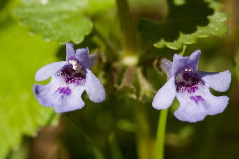Lamium en flor, el género que da nombre a la familia Lamiaceae