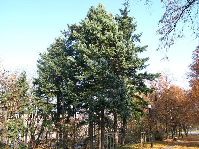 Ejemplares adultos de Pseudotsuga menziesii, el abeto de Douglas