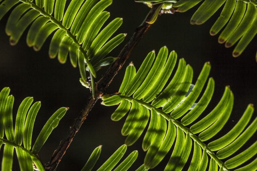 Planta al anochecer, cuando cambia su programa fisiológico