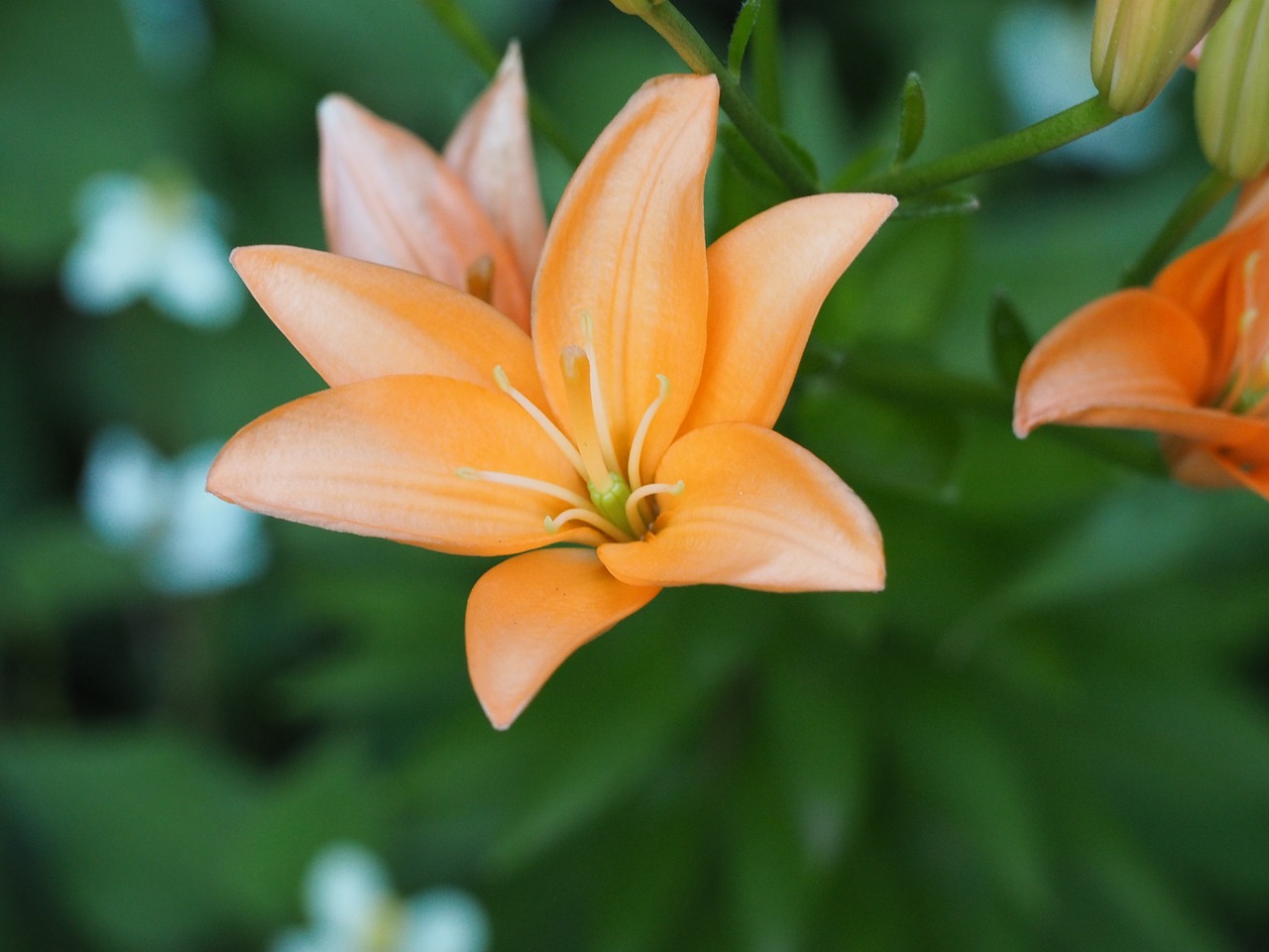Liliáceas: características, géneros y especies de la familia