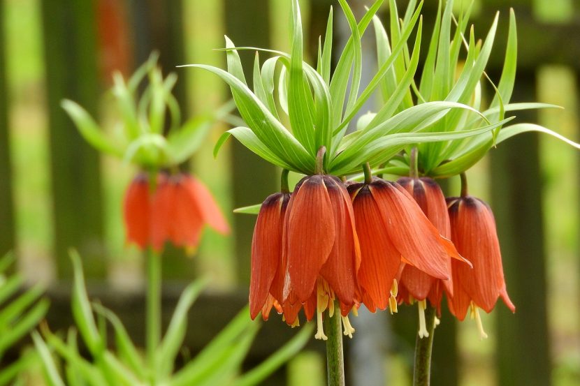 Corona imperial, Fritillaria imperialis, con sus flores anaranjadas colgantes