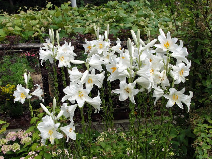 Flores blancas de Lilium candidum, la azucena clásica de los jardines mediterráneos