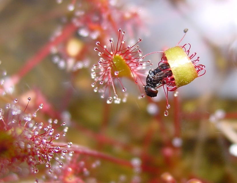 Mucílago: qué es, en qué plantas está y para qué sirve