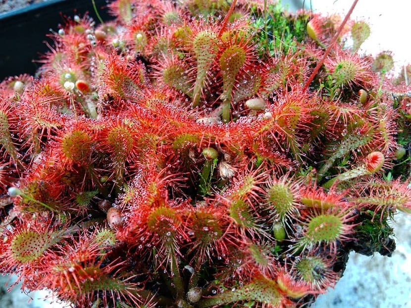 Hojas de una planta carnívora cubiertas de gotas de mucílago