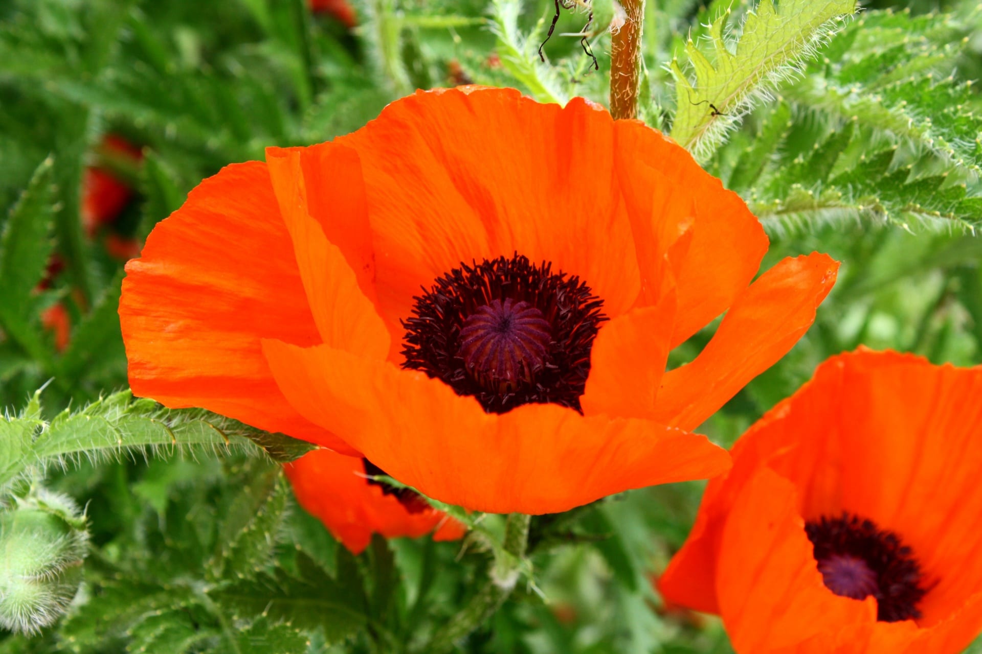 Papaveraceae: características, géneros y cultivo