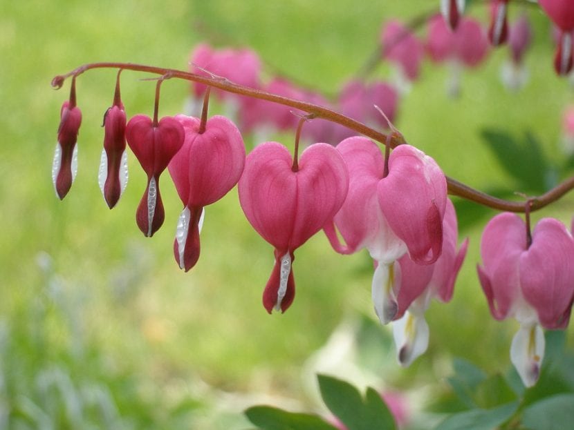 Flores colgantes del corazón de María, Lamprocapnos spectabilis