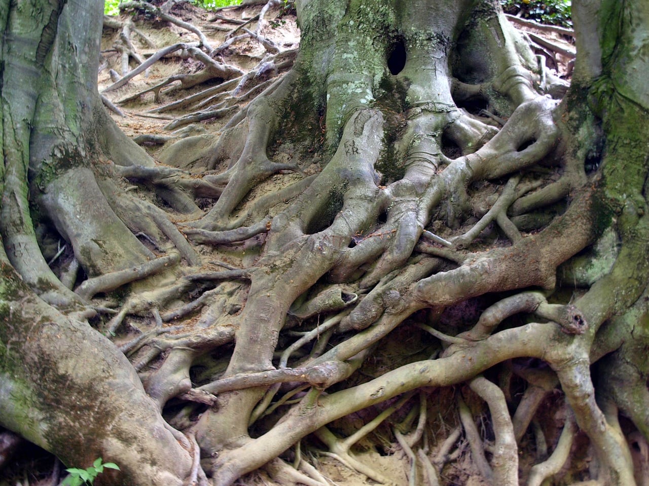 Partes de la raíz de una planta y función de cada zona
