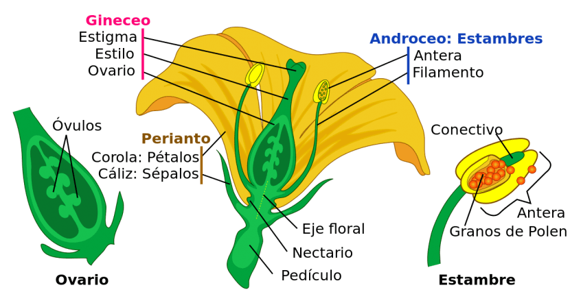 Esquema de las partes de una flor