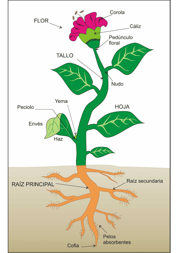 Esquema con las partes de una planta