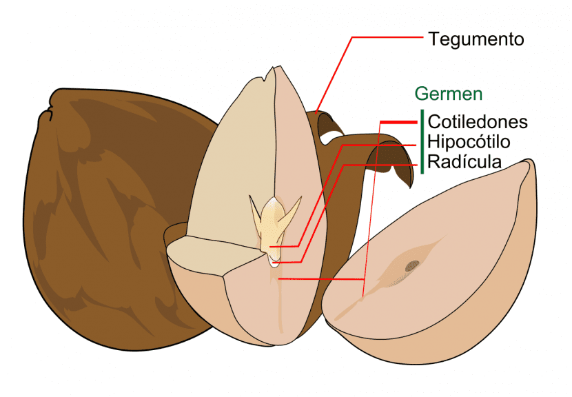 Semilla de aguacate abierta mostrando sus cotiledones y el embrión