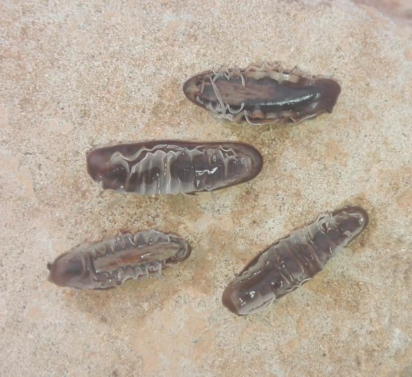 Semillas germinando con la radícula ya emergida