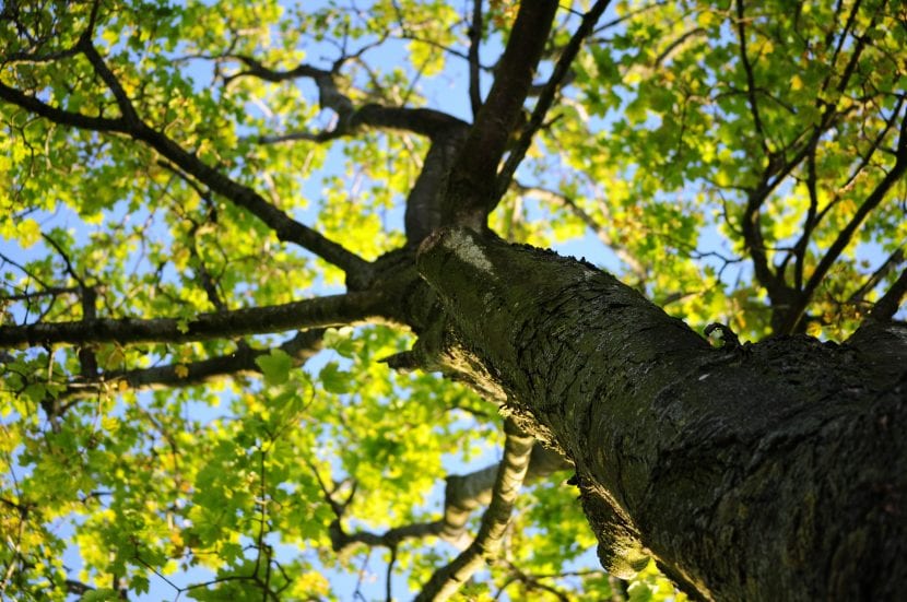 Árbol adulto con el tronco bien desarrollado