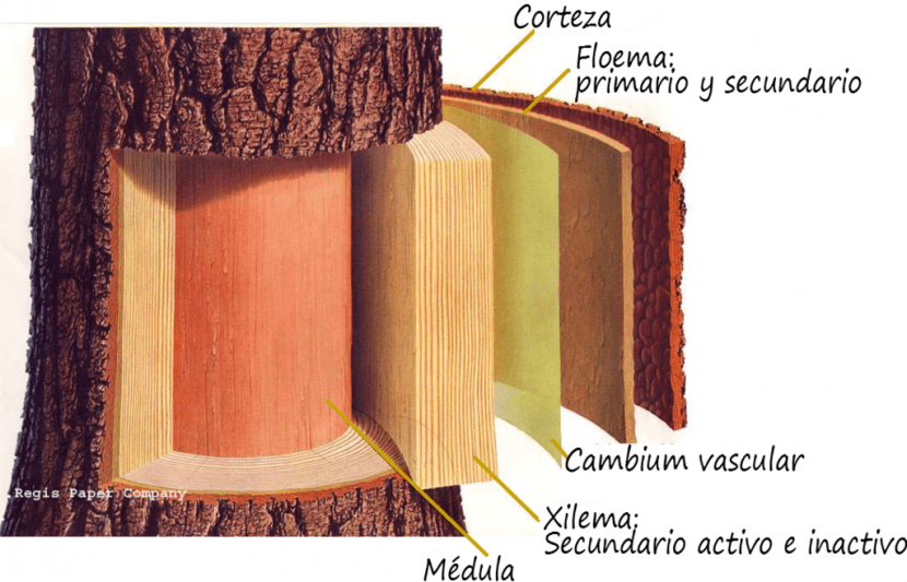 Esquema con las partes del tronco de un árbol