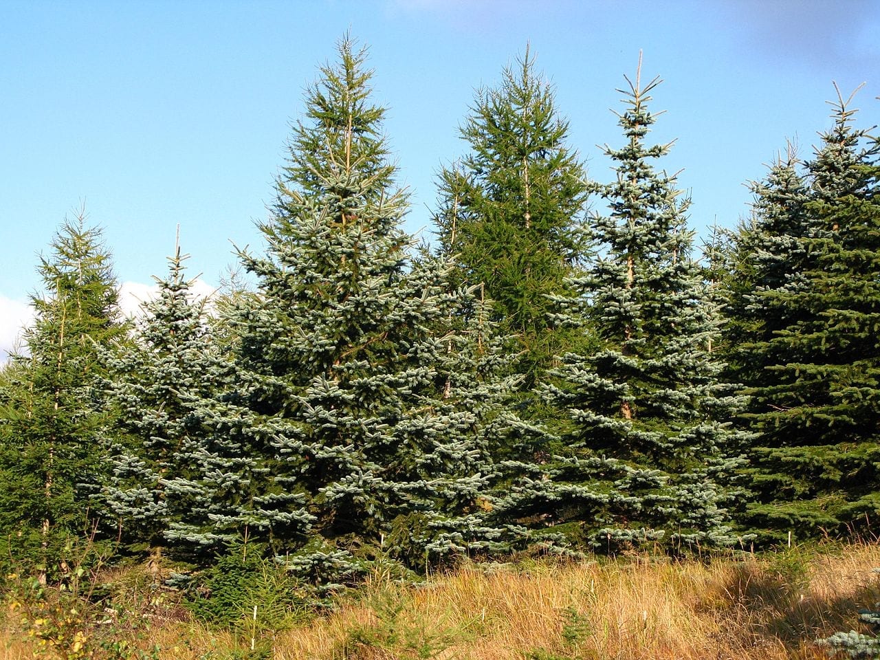Familia Pinaceae: géneros, características y cultivo
