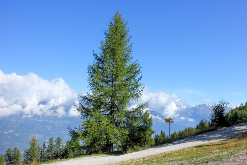 Alerce europeo, Larix decidua, conífera de hoja caduca de la familia Pinaceae