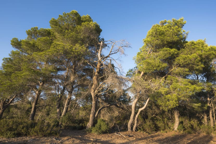 Pino carrasco, Pinus halepensis, especie mediterránea de la familia Pinaceae