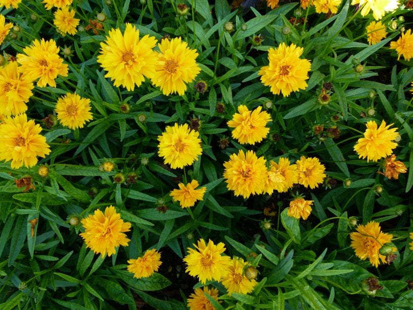 Mata de Coreopsis grandiflora con flores amarillas