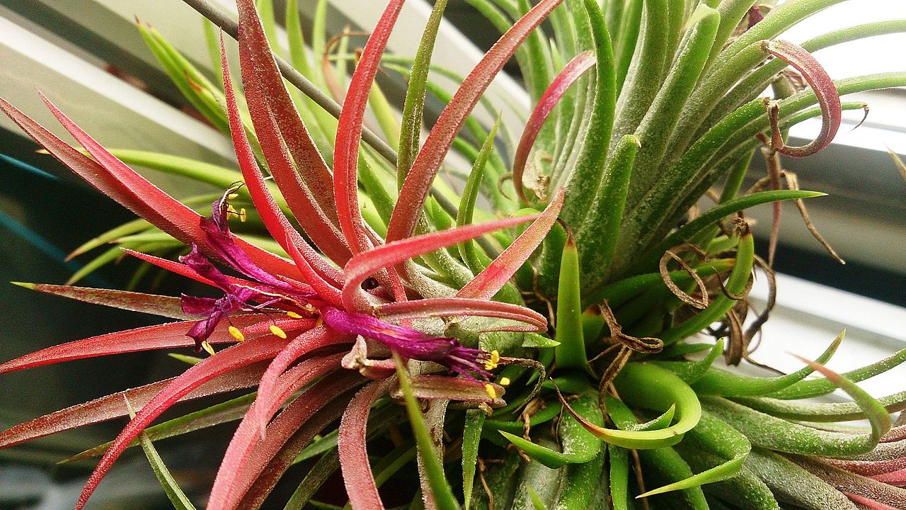 Plantas aéreas: qué son, especies y cuidados en casa