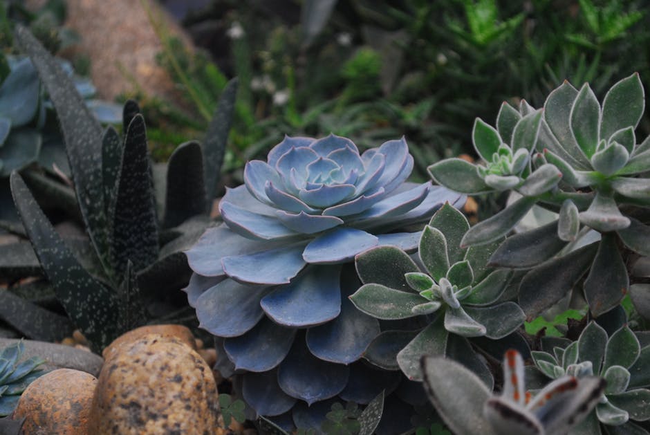 Plantas CAM: qué son, cómo funcionan y ejemplos