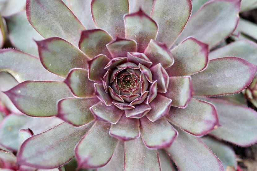 Roseta de Sempervivum, crasulácea rústica con metabolismo CAM