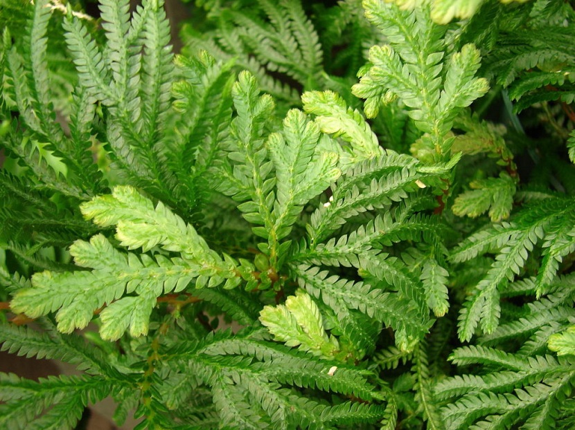 Cuidados de la Selaginella en maceta