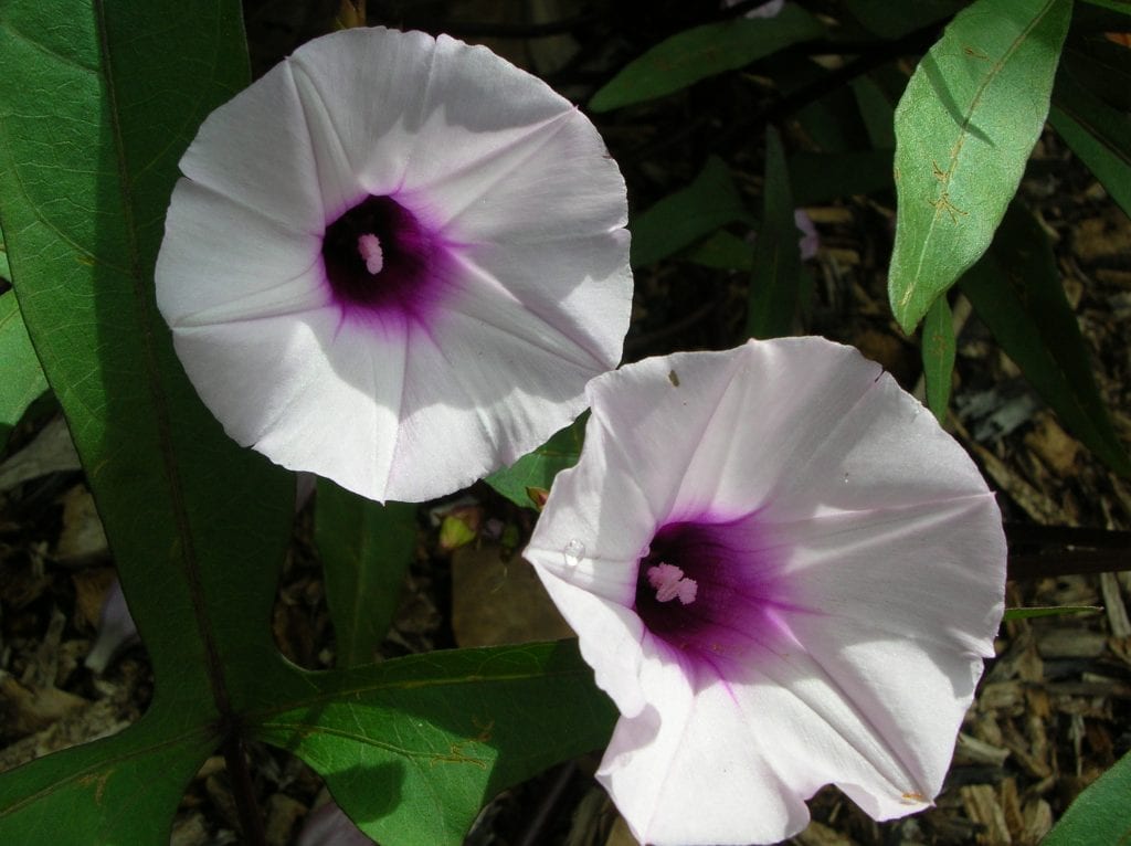 Plantas hermafroditas: qué son y por qué no siempre cuajan