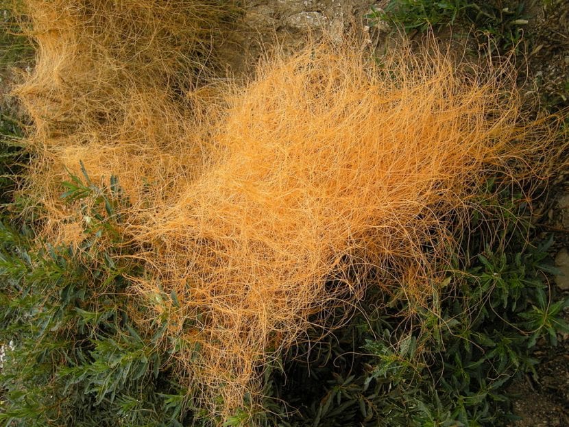 Marañas anaranjadas de Cuscuta enrolladas sobre la planta hospedadora