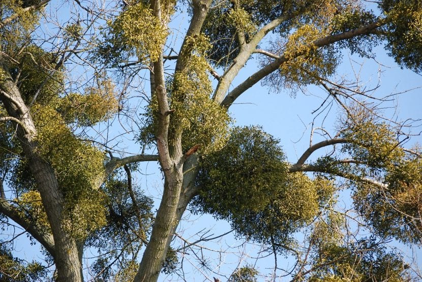 Mata de muérdago, Viscum album, colgando de las ramas de un árbol