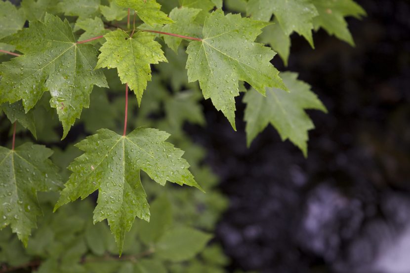 Hojas cubiertas de gotas de agua tras la lluvia
