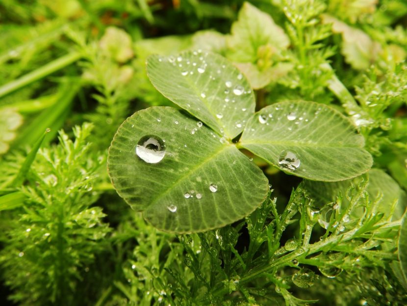 Lluvia cayendo sobre la vegetación del jardín