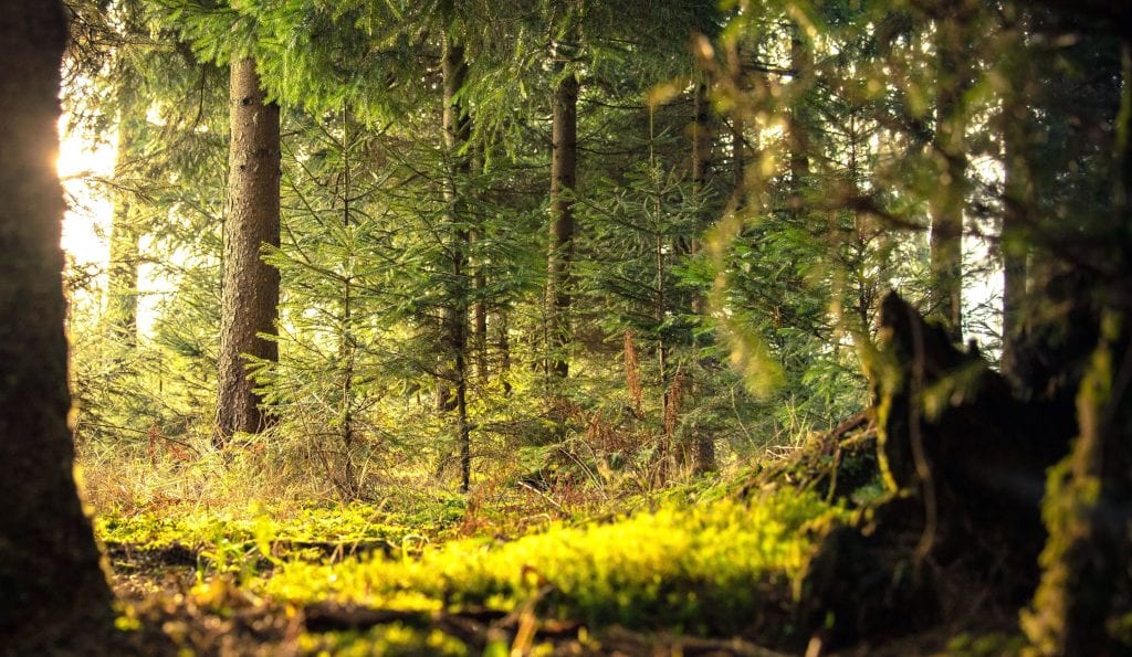 Por qué las plantas necesitan luz y cuánta necesitan