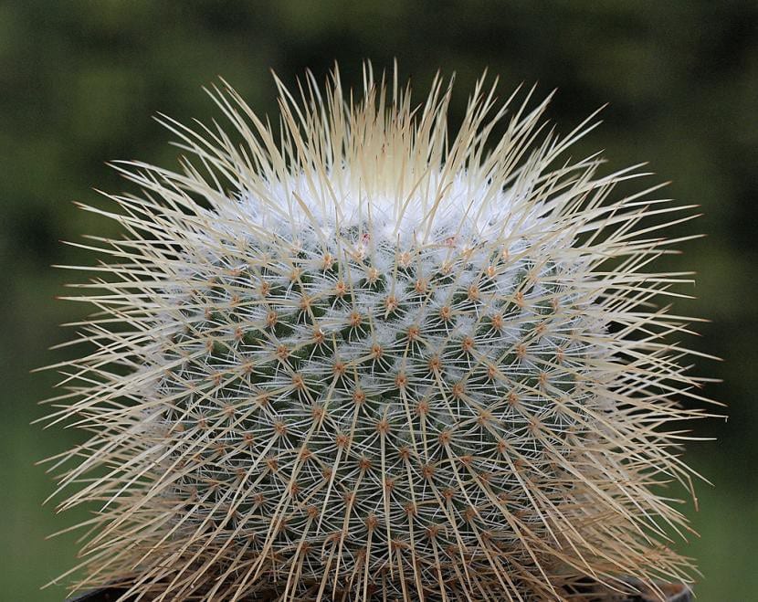 Cactus del género Mammillaria cultivado a pleno sol