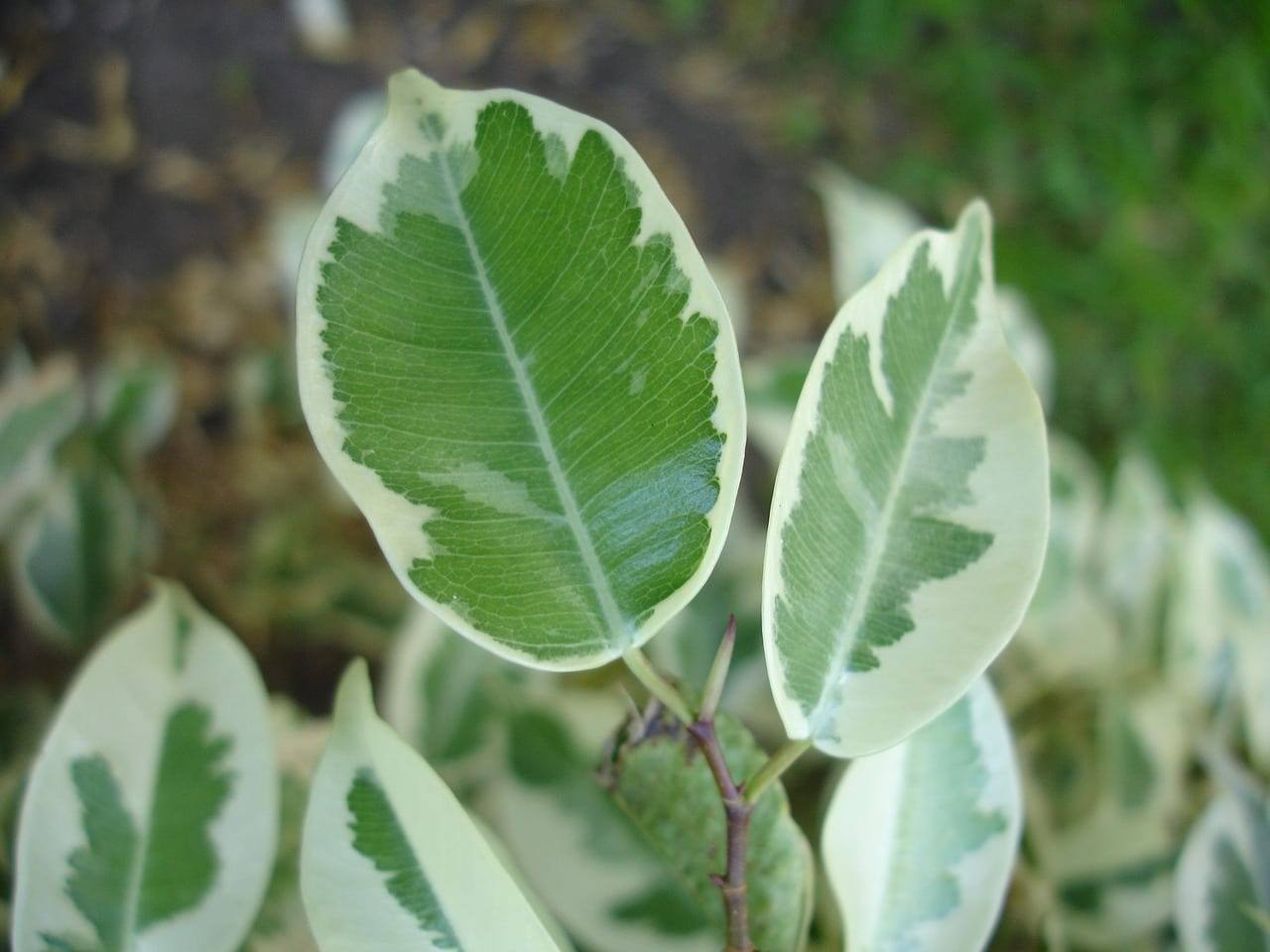 Hojas de ficus, planta habitual de interior