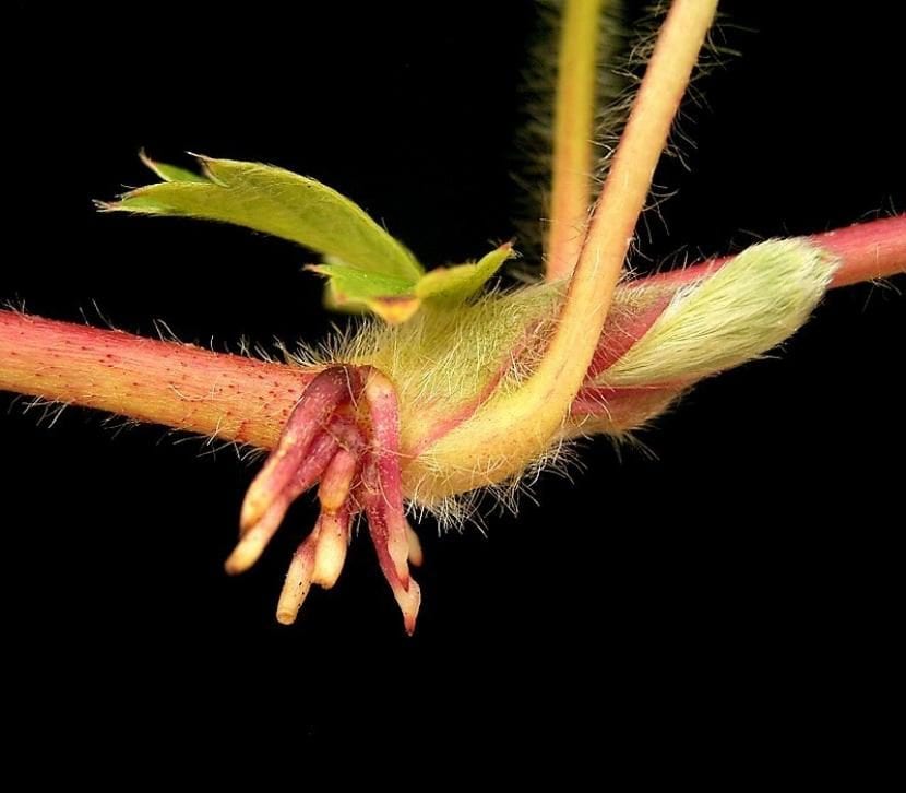 Sistema radicular de una planta creciendo hacia abajo