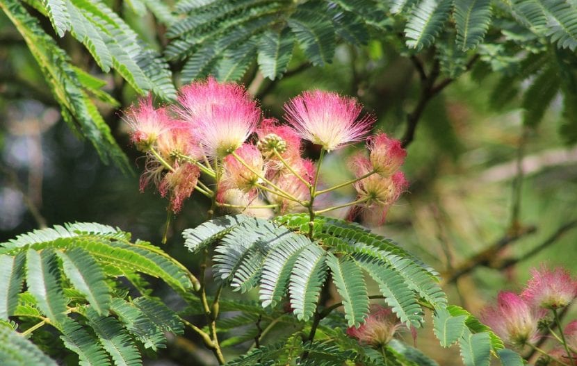 Hoja bipinnada de Albizia julibrissin con sus folíolos