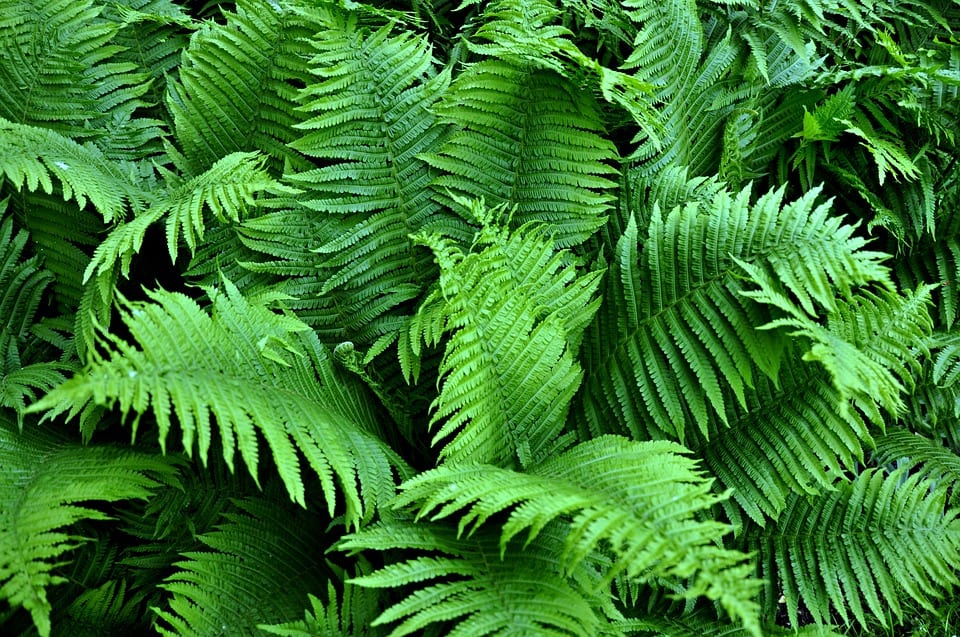 Qué es el folíolo de una planta y qué tipos existen